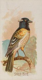 1890 Allen & Ginter Song Birds of the World (N23) #NNO Stitch Bird Front