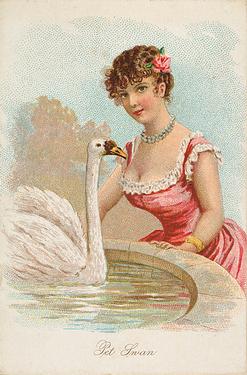 1891 W.S. Kimball & Co. Household Pets (N194) #NNO Pet Swan Front