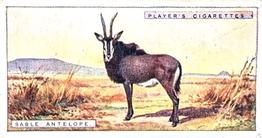 1924 Player's Natural History (Small) #4 Sable Antelope Front