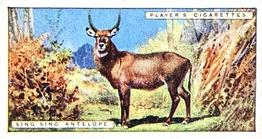 1924 Player's Natural History (Small) #5 Sing-Sing Antelope or Waterbuck Front