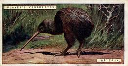 1924 Player's Natural History (Small) #6 Apteryx Front