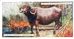 1924 Player's Natural History (Small) #9 Indian Water Buffalo Front