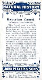 1924 Player's Natural History (Small) #11 Bactrian Camel Back