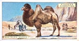 1924 Player's Natural History (Small) #11 Bactrian Camel Front
