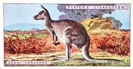 1924 Player's Natural History (Small) #24 Great Kangaroo Front