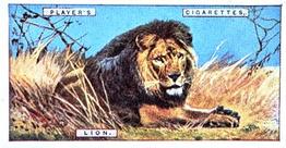 1924 Player's Natural History (Small) #27 Lion Front