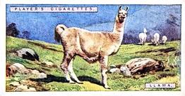 1924 Player's Natural History (Small) #29 Llama Front