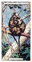 1924 Player's Natural History (Small) #32 Macaques Front