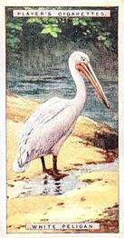 1924 Player's Natural History (Small) #36 White Pelican Front