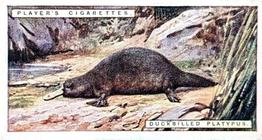 1924 Player's Natural History (Small) #38 Duckbilled-Platypus Front