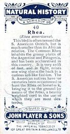 1924 Player's Natural History (Small) #40 Rhea Back