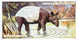 1924 Player's Natural History (Small) #44 Malayan Tapir Front