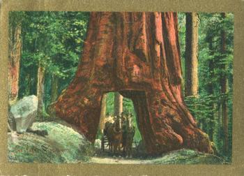 1911 American Tobacco Company Sights & Scenes of the World (T99) #NNO The Big Trees in the Yosemite Front