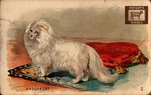 1898 Dwight's Soda Interesting Animals (J10) #2 Angora Cat Front
