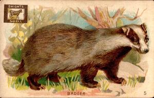 1898 Dwight's Soda Interesting Animals (J10) #5 Badger Front
