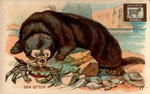 1898 Dwight's Soda Interesting Animals (J10) #17 Sea Otter Front