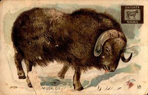 1898 Dwight's Soda Interesting Animals (J10) #18 Musk Ox Front