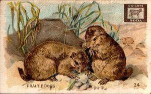 1898 Dwight's Soda Interesting Animals (J10) #24 Prairie Dogs Front