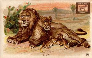1898 Dwight's Soda Interesting Animals (J10) #26 Lion Front