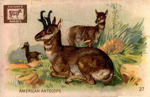 1898 Dwight's Soda Interesting Animals (J10) #27 American Antelope Front