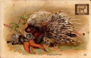 1898 Dwight's Soda Interesting Animals (J10) #28 Porcupine Front