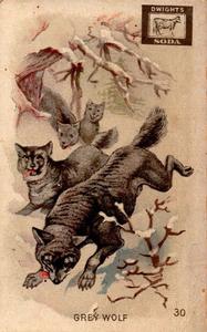 1898 Dwight's Soda Interesting Animals (J10) #30 Grey Wolf Front