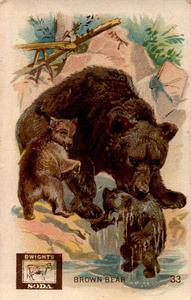 1898 Dwight's Soda Interesting Animals (J10) #33 Brown Bear Front