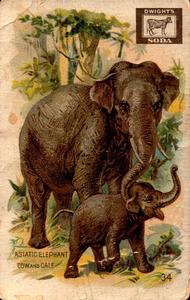 1898 Dwight's Soda Interesting Animals (J10) #34 Asiatic Elephant Front