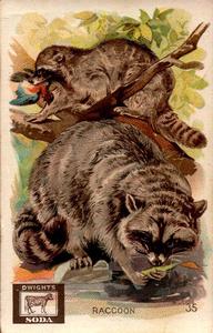 1898 Dwight's Soda Interesting Animals (J10) #35 Raccoon Front