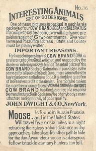 1898 Dwight's Soda Interesting Animals (J10) #36 Moose Back