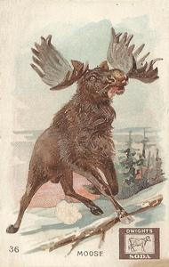 1898 Dwight's Soda Interesting Animals (J10) #36 Moose Front