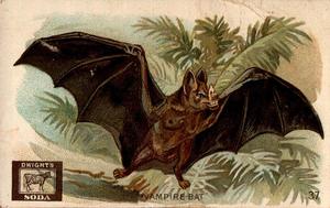 1898 Dwight's Soda Interesting Animals (J10) #37 Vampire Bat Front