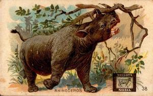 1898 Dwight's Soda Interesting Animals (J10) #38 Rhinoceros Front