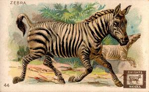 1898 Dwight's Soda Interesting Animals (J10) #44 Zebra Front