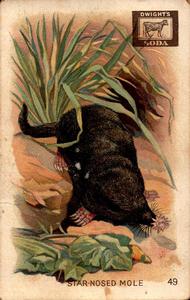 1898 Dwight's Soda Interesting Animals (J10) #49 Star-nosed Mole Front