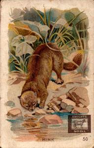 1898 Dwight's Soda Interesting Animals (J10) #50 Mink Front