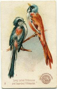 1898 Church & Co. Beautiful Birds (J2 Large) #11 Long Tailed Titmouse / Bearded Titmouse Front