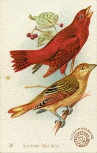 1898 Church & Co. Beautiful Birds (J2 Large) #38 Summer Red-bird Front