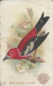 1898 Church & Co. Beautiful Birds (J2 Large) #40 White-winged Crossbill Front