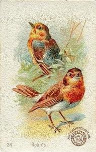 1898 Church & Co. Beautiful Birds (J2 Large) #34 Robins Front