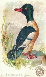 1898 Church & Co. Beautiful Birds (J2 Large) #3 Buff Breasted Merganser Front