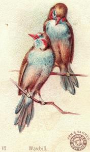1898 Church & Co. Beautiful Birds (J2 Large) #18 Waxbill Front