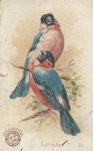 1898 Church & Co. Beautiful Birds (J2 Large) #20 Bullfinches Front