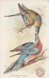 1898 Church & Co. Beautiful Birds (J2 Large) #21 Passenger Pigeon Front