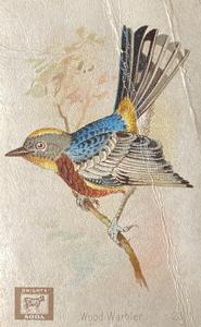 1898 Church & Co. Beautiful Birds (J2 Large) #23 Wood Warbler Front