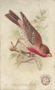 1898 Church & Co. Beautiful Birds (J2 Large) #37 Crimson Fronted Finch Front