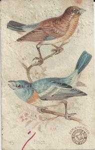 1898 Church & Co. Beautiful Birds (J2 Large) #45 Finch Front