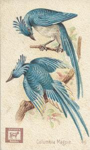 1898 Church & Co. Beautiful Birds (J2 Large) #46 Columbia Magpie Front
