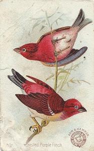 1898 Church & Co. Beautiful Birds (J2 Large) #52 Crested Purple Finch Front