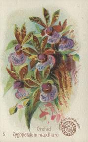 1895 Arm & Hammer Beautiful Flowers (J16 Large) #5 Orchid, Zygopetalum Maxillare Front
